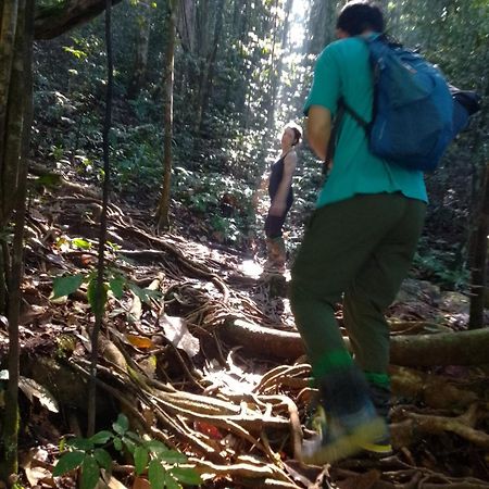 Rainforest River Edge Deniyaya Luaran gambar