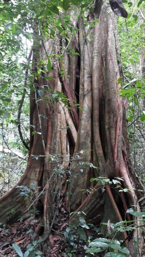 Rainforest River Edge Deniyaya Luaran gambar