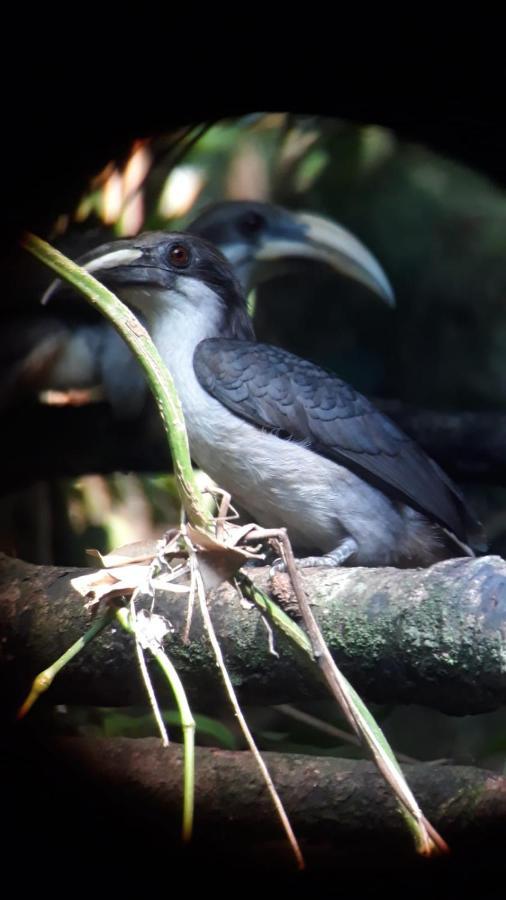 Rainforest River Edge Deniyaya Luaran gambar
