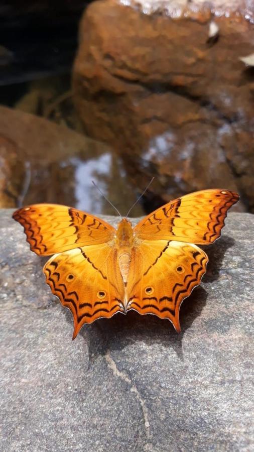 Rainforest River Edge Deniyaya Luaran gambar